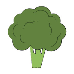 Broccoli vegetable isolated