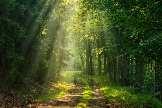 Wanderweg durch grünen Wald, Sonnenstrahlen durch Morgennebel