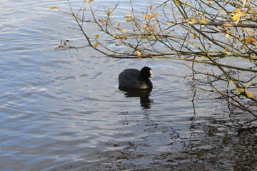 Coot Swimming Near Leaves 