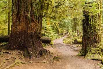 Cathedral Grove - MacMillan Provincial Park, Vancouver Island, British Columbia, Canada