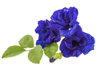 Fresh Butterfly pea, Pea flowers isolated on white background,Clipping Path.