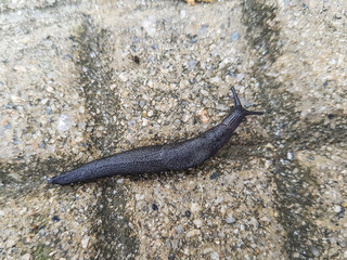 Black slug