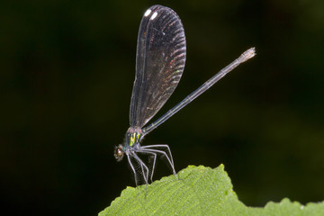Ebony jewelwing damsefly (Calopterix maculate) female perching, Georgia, USA