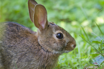 Eastern cottontail rabbit (Sylvilagus floridanus) at the lawn, Georgia, USA
