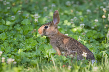 Eastern cottontail rabbit (Sylvilagus floridanus) at the lawn, Georgia, USA