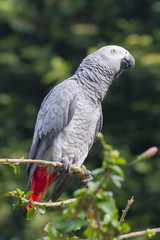 African grey parrot (Psittacus erithacus), D.R.Congo