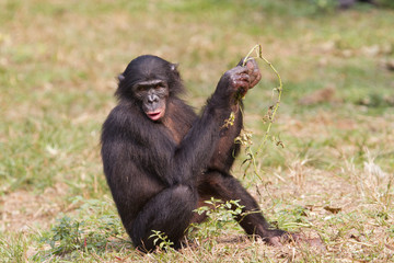 Bonobo (Pan panicus) foraging on the ground, Democratic Republic of the Congo