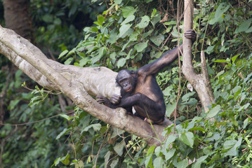 Bonobo (Pan panicus) perching in a tree, Democratic Republic of the Congo