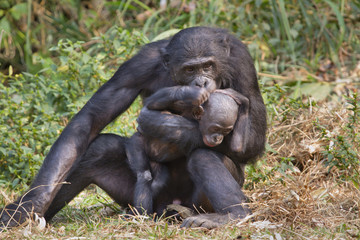 Female bonobo (Pan panicus) playing with a baby, Democratic Republic of the Congo