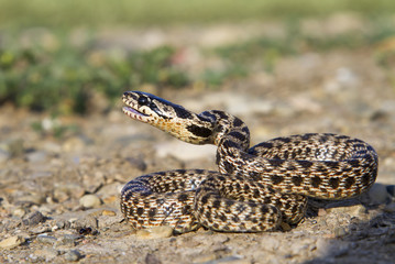 The blotched snake, or eastern fourlined ratsnake (Elaphe sauromates) prepared to defensive strike (The Republic of Georgia, Caucasus).