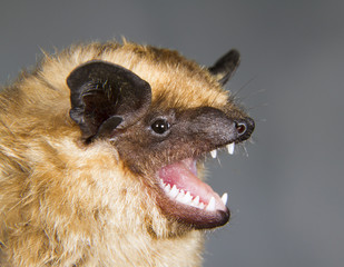 The serotine bat (Eptesicus serotinus) portrait (The Republic of Georgia, Caucasus).