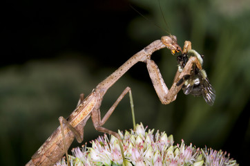 A common mantis (Mantis raligiosa) eating a bumblebee (Georgia, USA).
