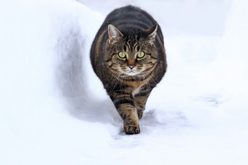 Eine dicke braun-schwarze Katze läuft durch den hohen Schnee