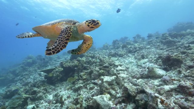 Hawksbill sea turtle swimming toward camera in Maldives