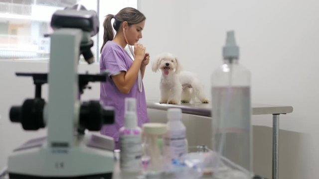 Woman Working As Doctor In Clinic With White Dog