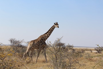 Giraffe in der Savanne