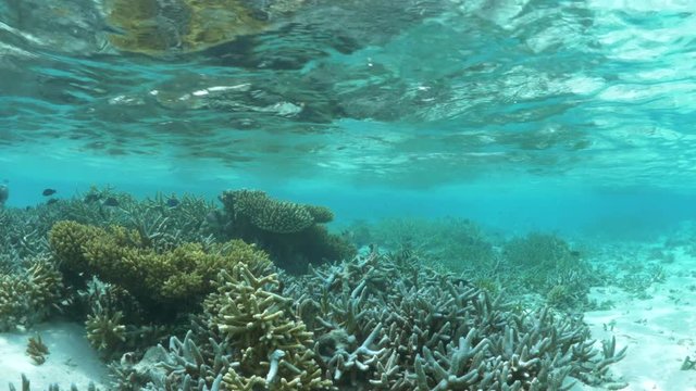 4K | Shallow Water Coral Reef | Maldives