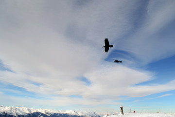 Fototapeta na wymiar A couple of black crows fly high in the sky of Whistler, near Vancouver, British Columbia, Canada