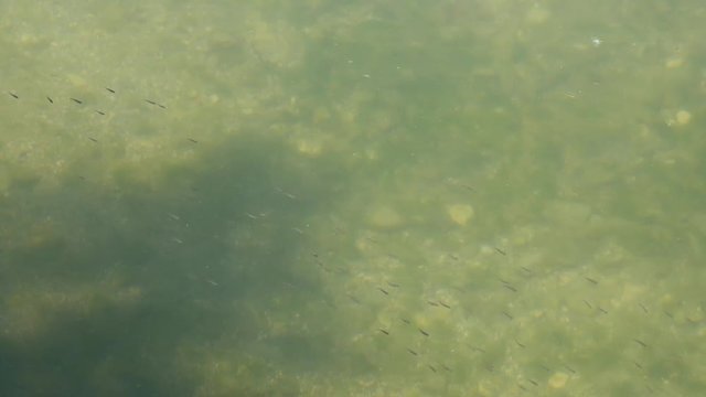 Nidiata di pesci piccoli nel lago