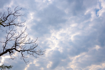 Shades of gray, cloudy sky as a graphic background, with branches
