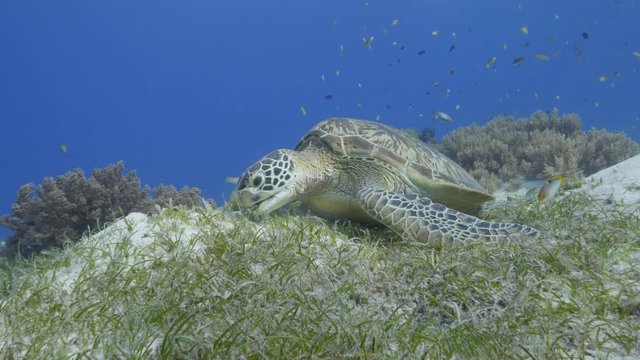Sea turtle eating sea grass