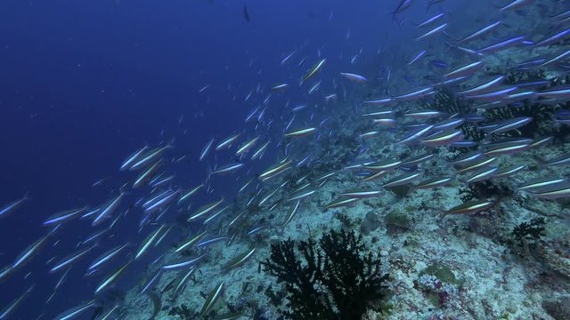 4K | Fish school swim over reef | Maldives