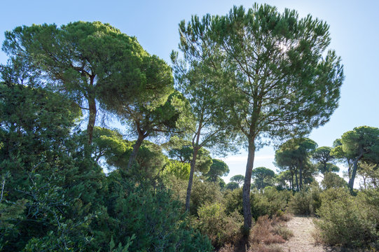 Pine forest of Algaida.