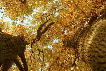 Tall trees seen from beneath during autumn in Yoyogi Park, Tokyo, Japan. 