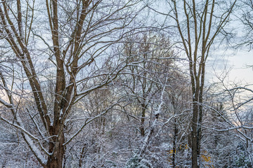 Fototapeta premium Winter Branches at Dawn