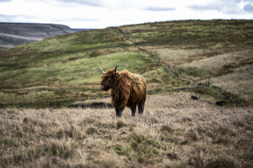 A Highland cow grazing on moorland in the Peak District National Park, Derbyshire, UK