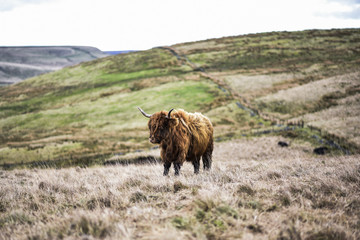 A Highland cow grazing on moorland in the Peak District National Park, Derbyshire, UK