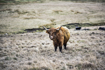 A Highland cow grazing on moorland in the Peak District National Park, Derbyshire, UK