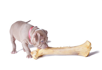 A small puppy (one and a half months old) of the American pit bull terrier gnaws large bone. Isolated on white background