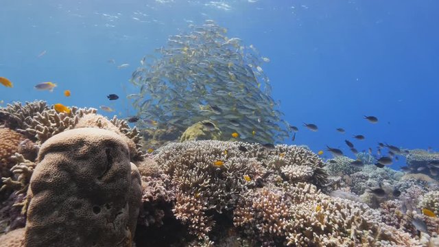 School of fish at Balicasag Island in Philippines