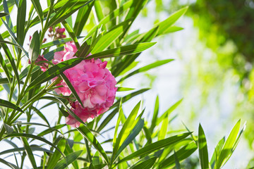 Closeup pink oleander or Nerium oleander blossoming on tree. Close up soft pink sweet oleander...