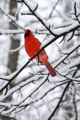 cardinal