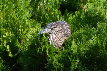 Close up of Little Bittern (Ixobrychus minutus) sitting on thuja tree