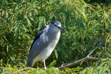 Close up of Black-crowned Night heron (Nycticorax nycticorax) sitting on a tree in Japan