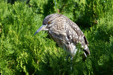 Little Bittern (Ixobrychus minutus) sitting on top of thuja tree