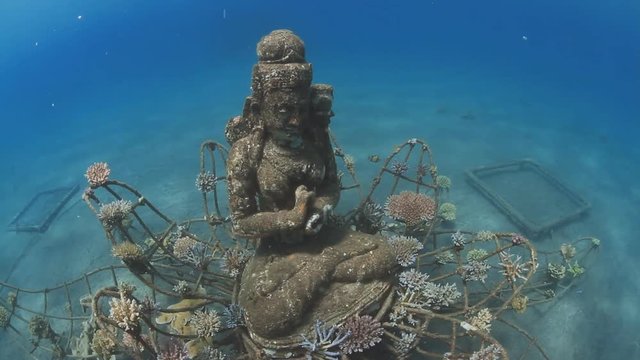 Artificial reef Coral Goddess Bali Pemuteran