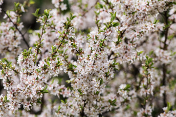 sakura branches with flowers