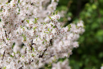 sakura branches in the spring