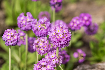 flowering primrose in spring