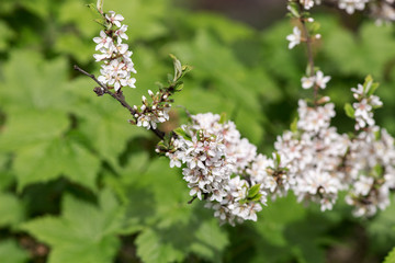 cherry branch in the foreground