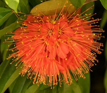 Close-up of Scarlet Flame Bean Flower (Brownea cochinea 'grandiflora') - George Brown Botanic Gardens, Darwin, NT, Australia