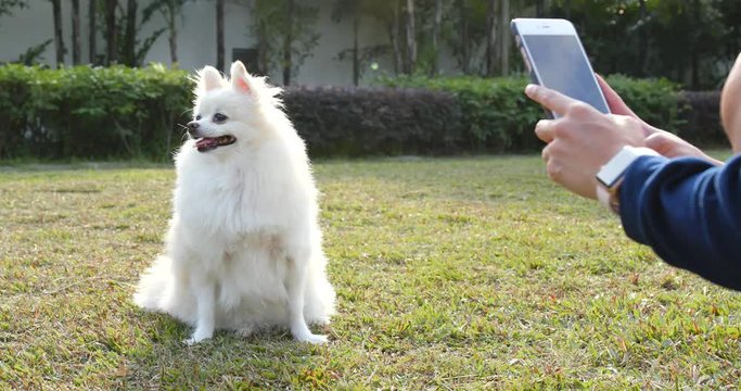 Taking photo on Angry Pomeranian dog in city park