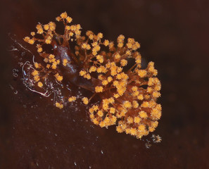 An orange microscoric colony of myxobateria look like strange flowers, mushrooms or coral polyps. Myxobacteria are unicellular bacteria that gather to from a much large organism. Black background.