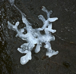 A white shiny branched plasmodium of a slime mold, or myxomycete, is crawling and spreading on...