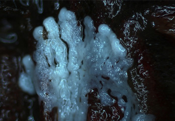 White shiny branched plasmodium of a slime mold, or myxomycete, is crawling and spreading on a substrate. Slime moulds are special organisms that gather from many microscopic unicellular amoebae © Iuliia