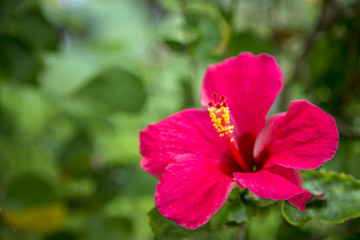Obraz premium Beautiful red Hibiscus rosasinensis